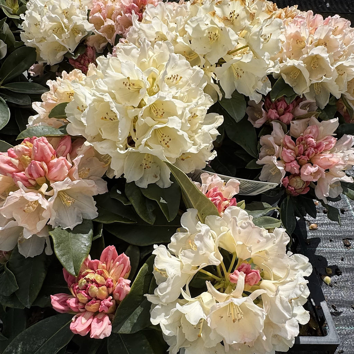 Rhododendron 'Golden Torch'