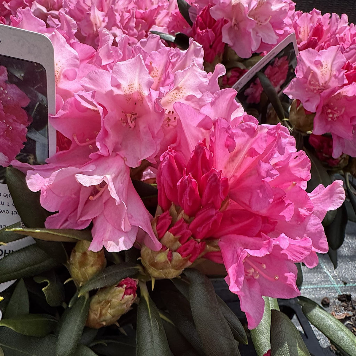 Rhododendron 'Kalinka'
