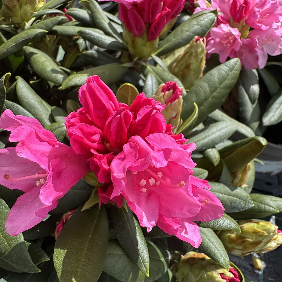 Rhododendron 'Kalinka'
