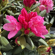 Rhododendron 'Kalinka'