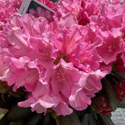 Rhododendron 'Polaris'