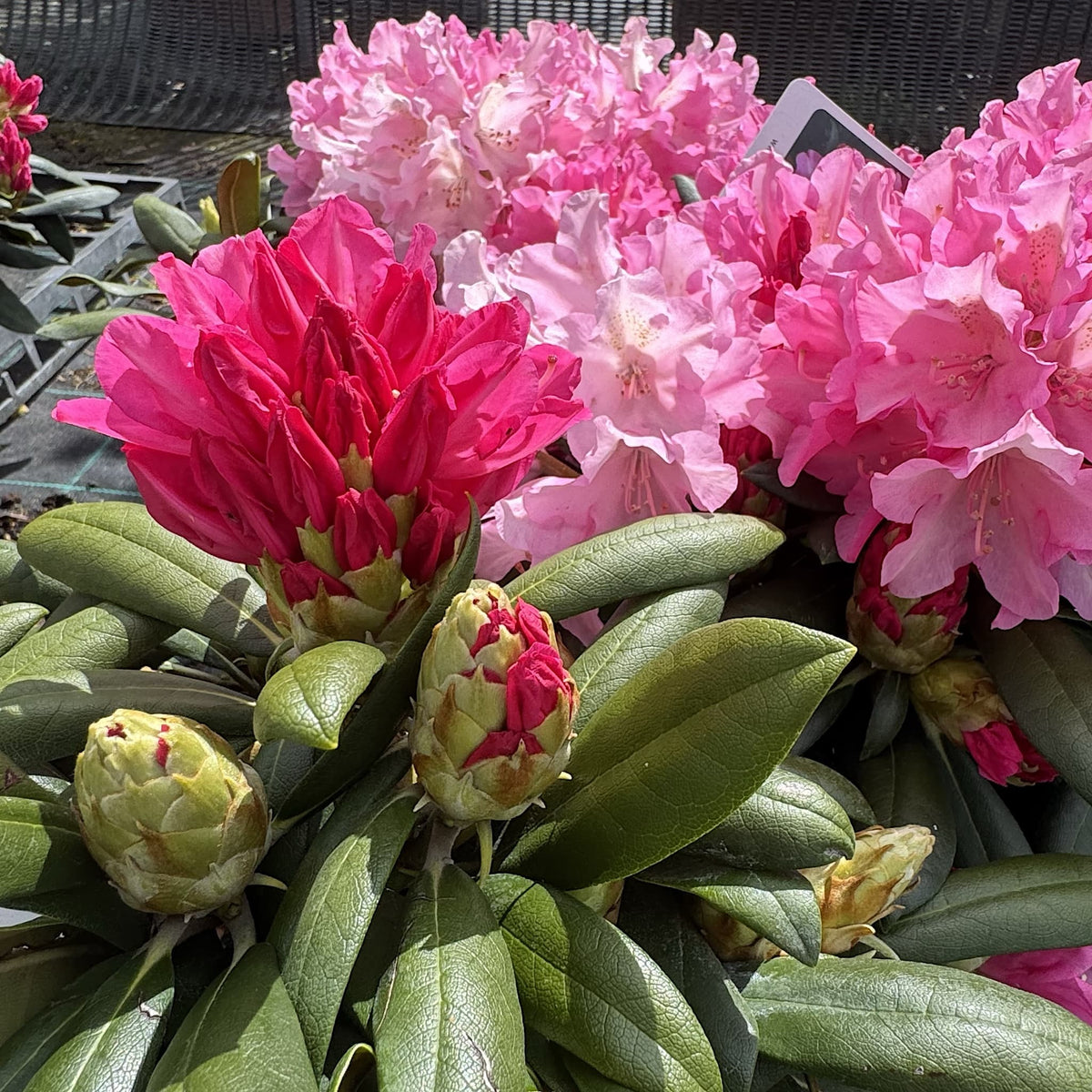 Rhododendron 'Polaris'