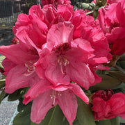 Rhododendron 'Sneezy'