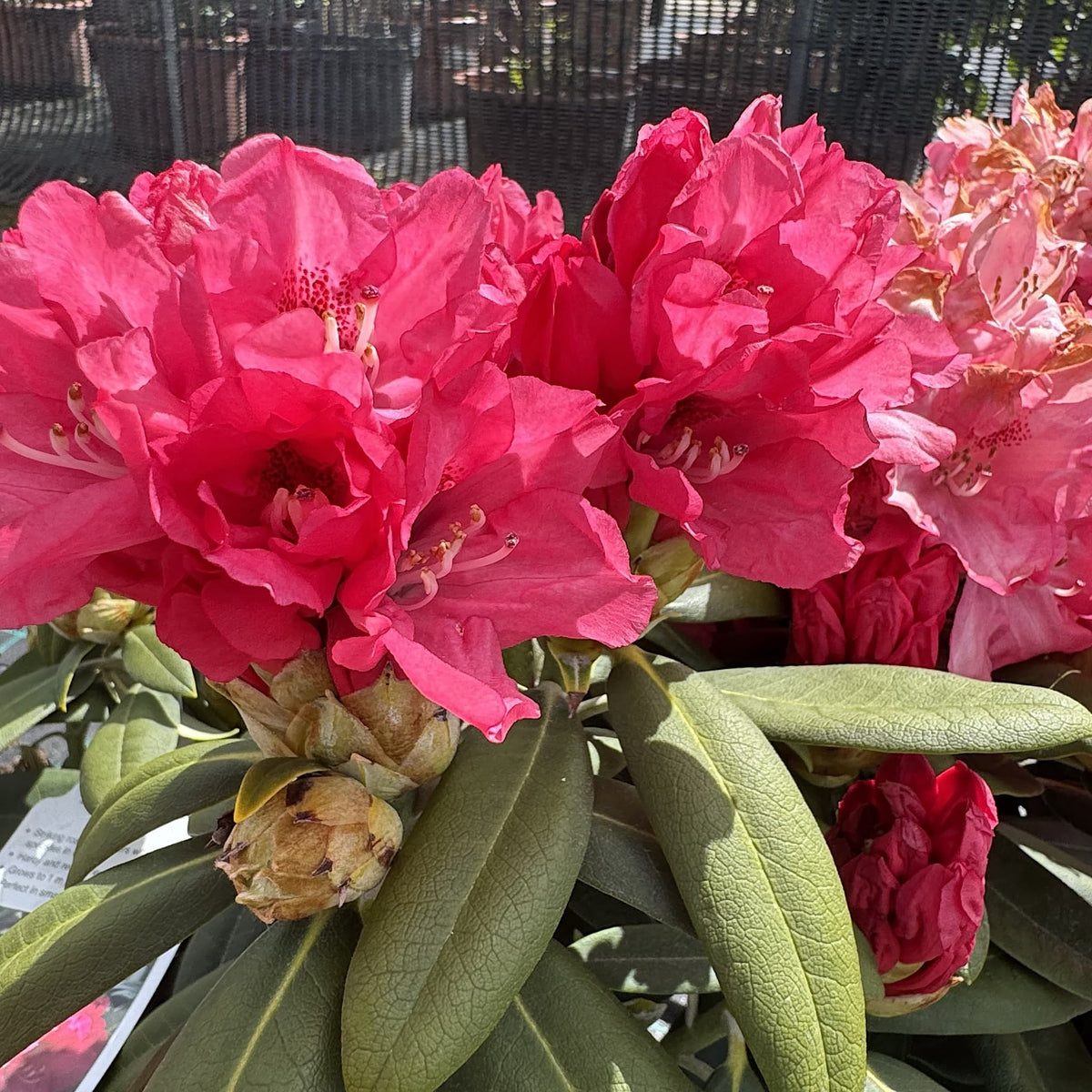 Rhododendron 'Sneezy'