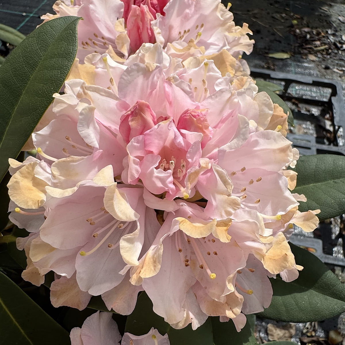Rhododendron 'Dreamland'