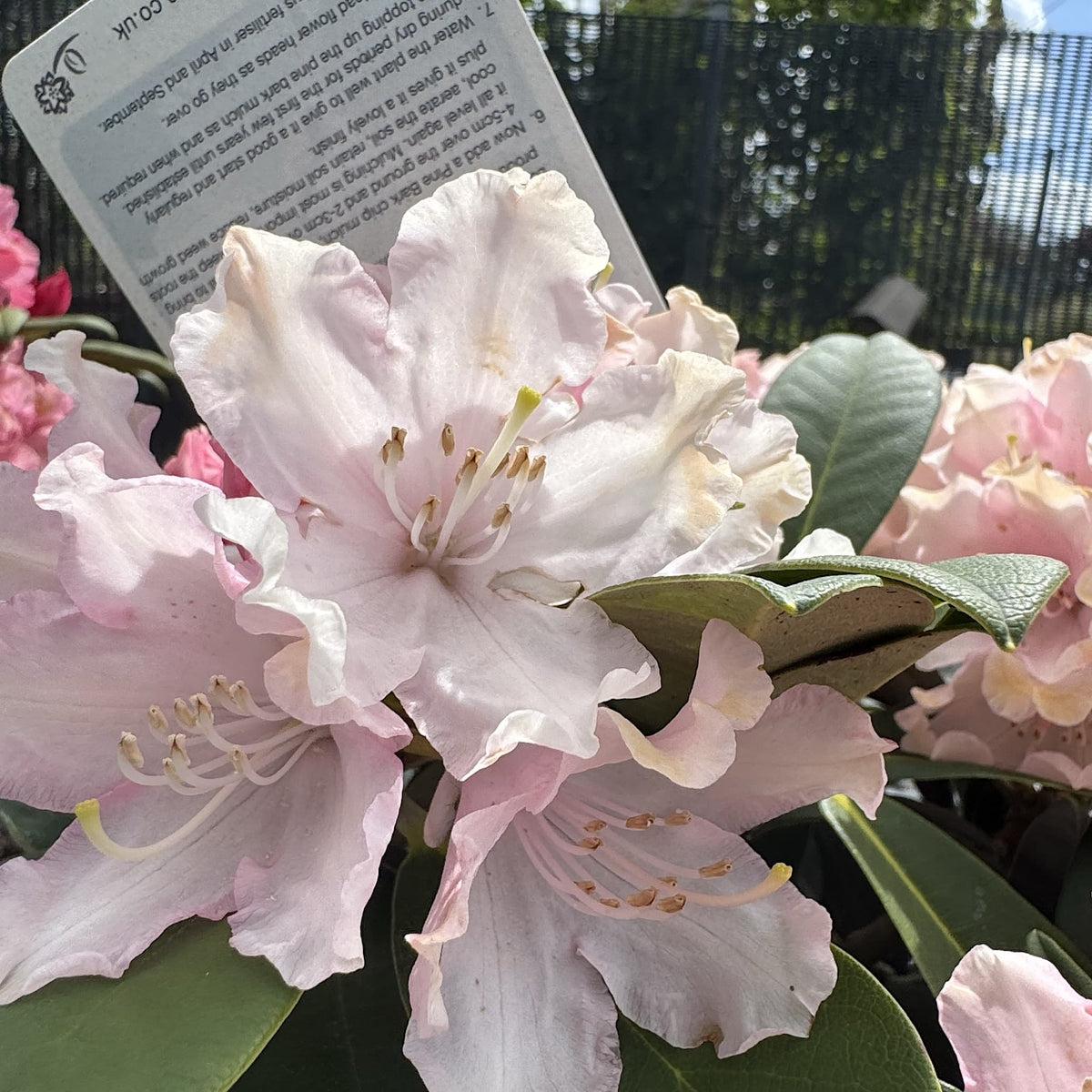 Rhododendron 'Dreamland'