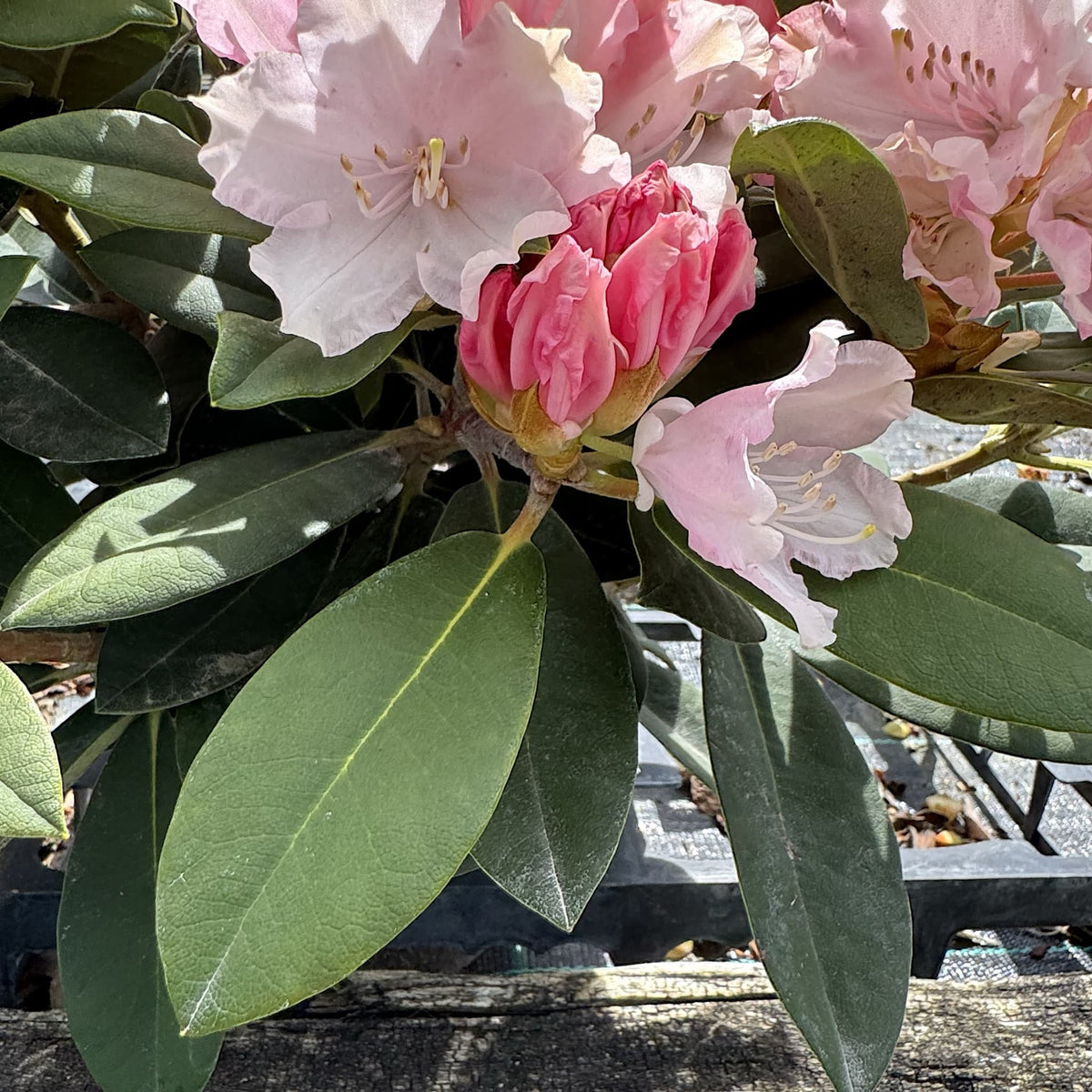 Rhododendron 'Dreamland'