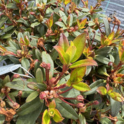 Dwarf Rhododendron ‘Wee Bee’
