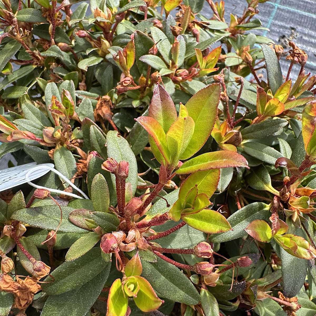 Dwarf Rhododendron ‘Wee Bee’
