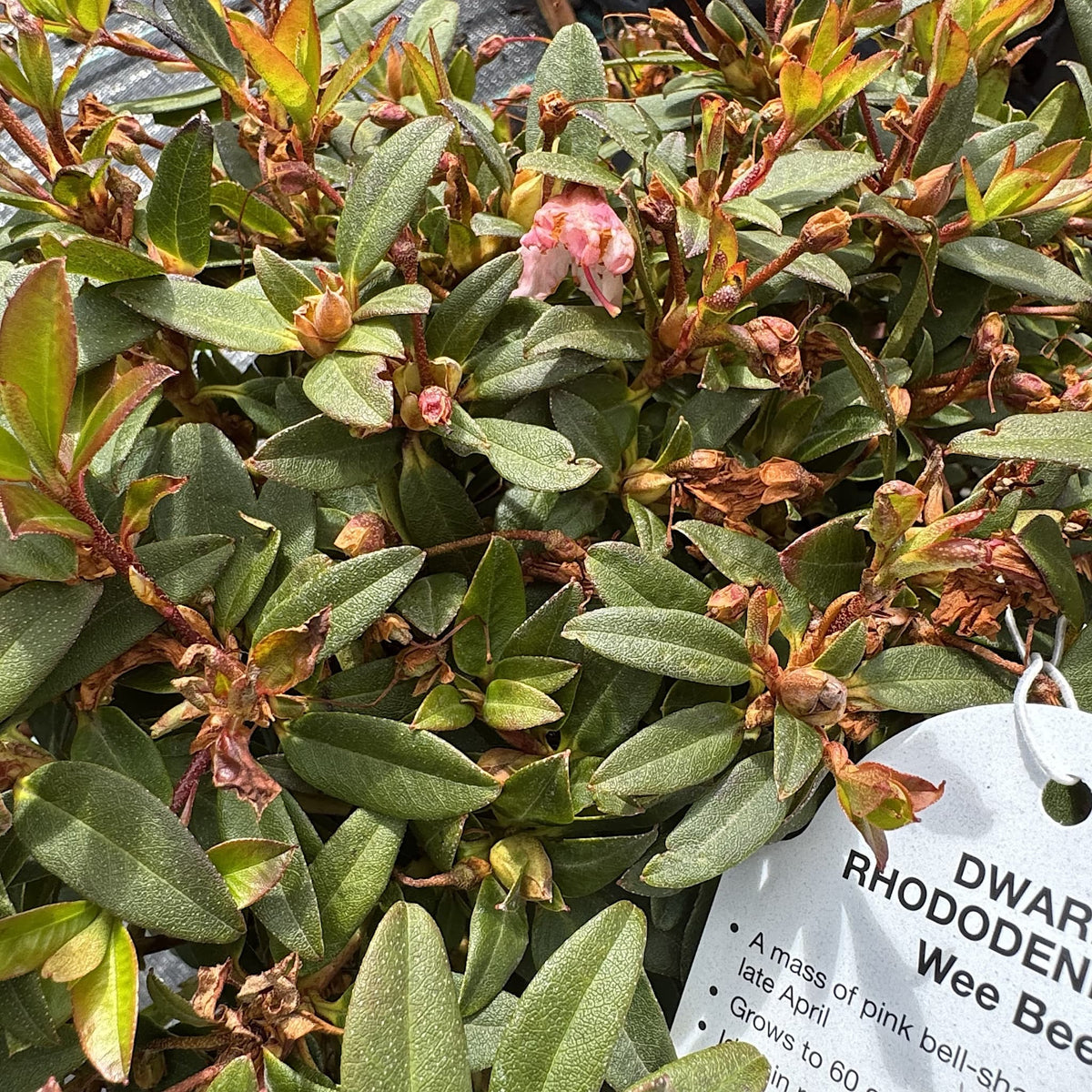 Dwarf Rhododendron ‘Wee Bee’