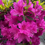 Rhododendron 'Blue Danube'