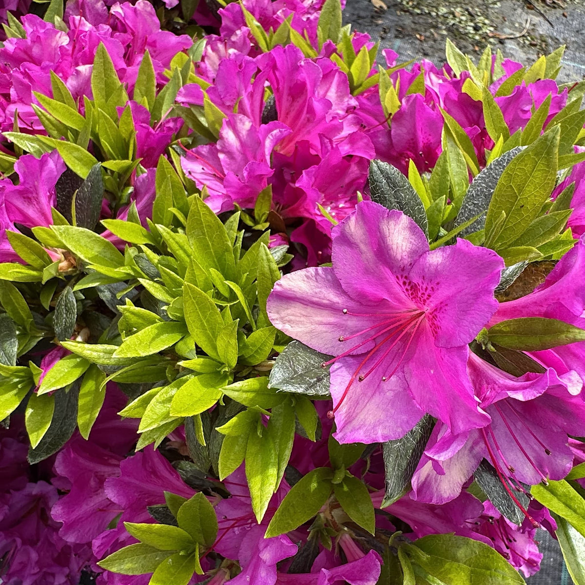 Rhododendron 'Blue Danube'