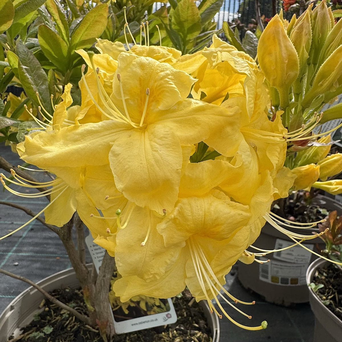 Azalea 'Anneke'