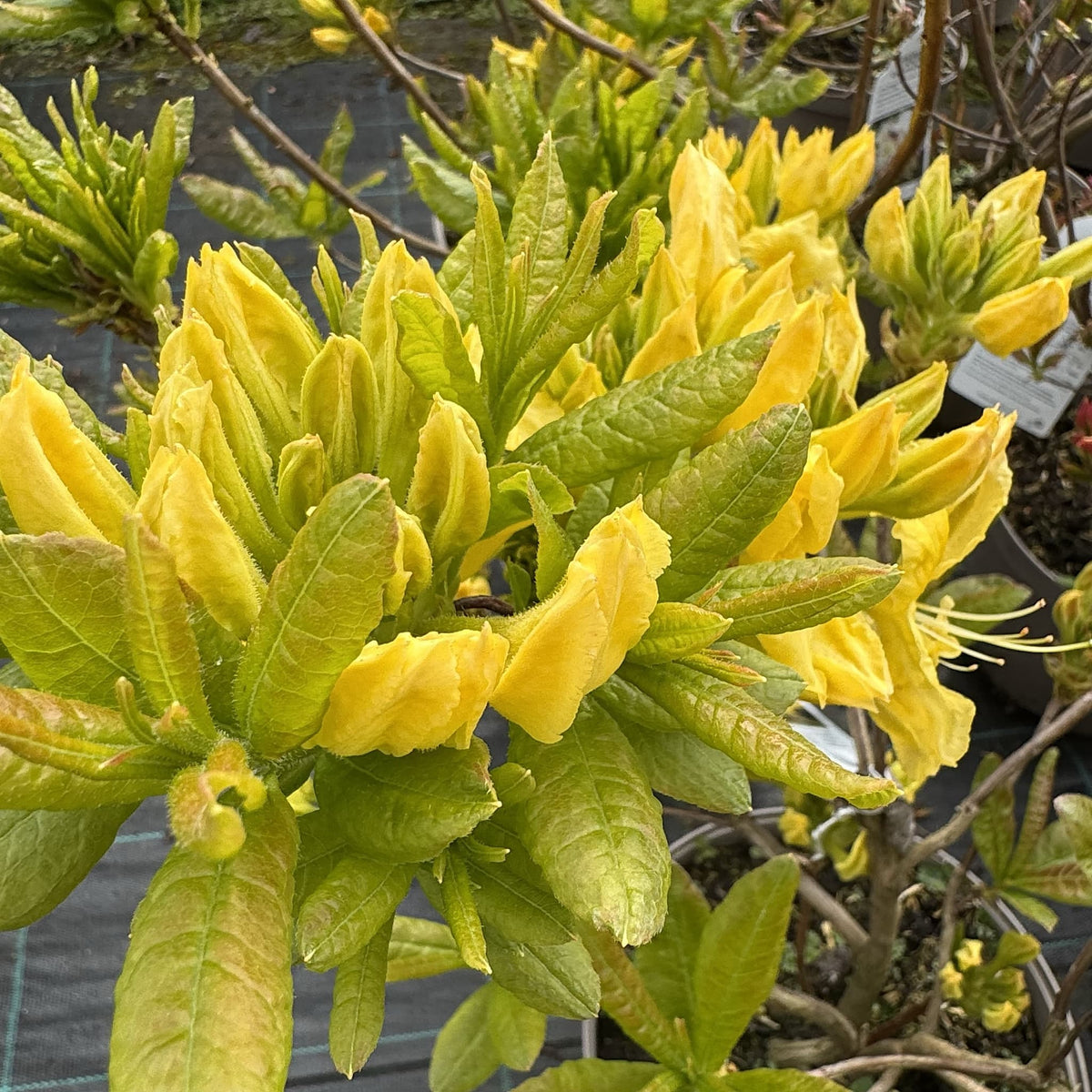 Azalea 'Anneke'