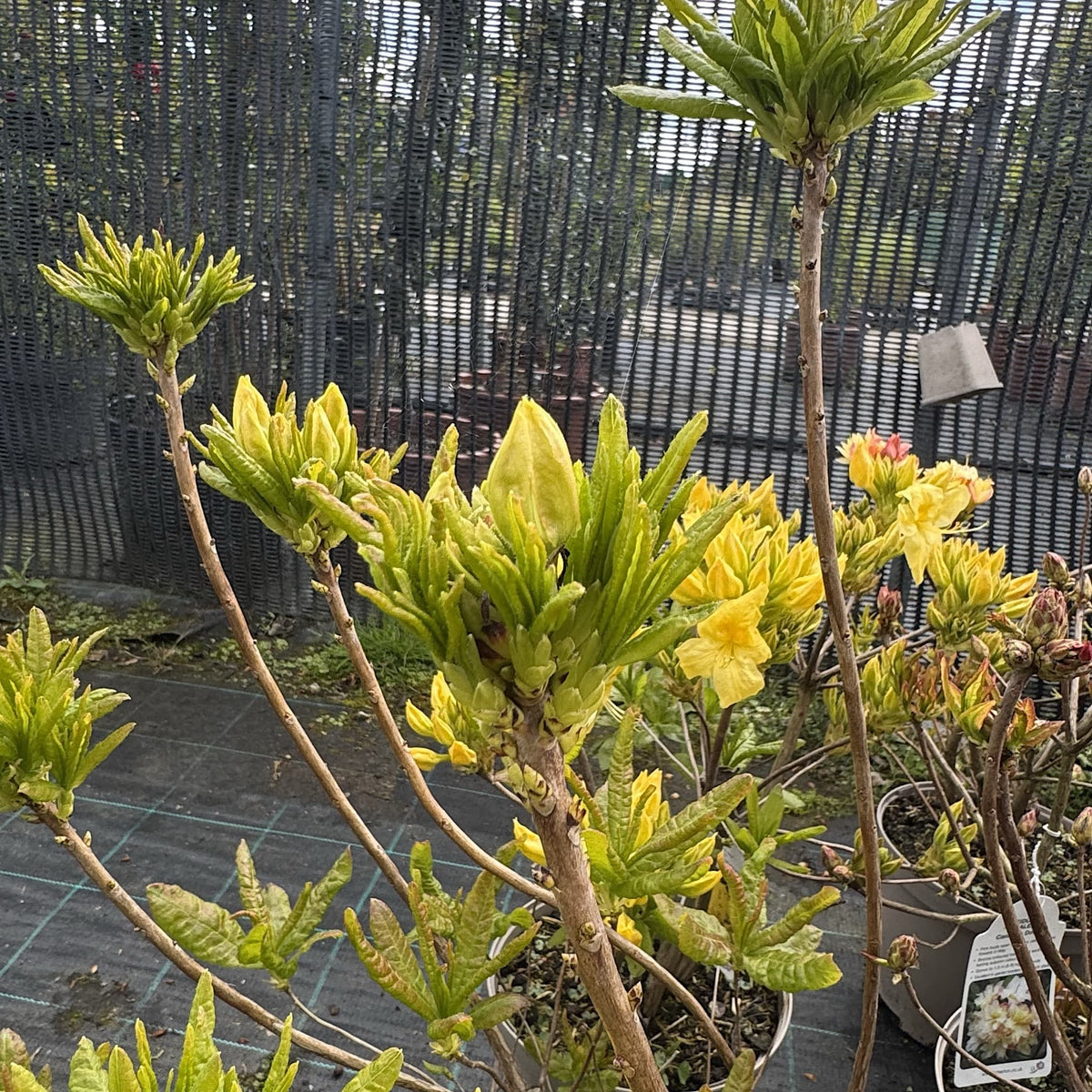 Azalea 'Anneke'