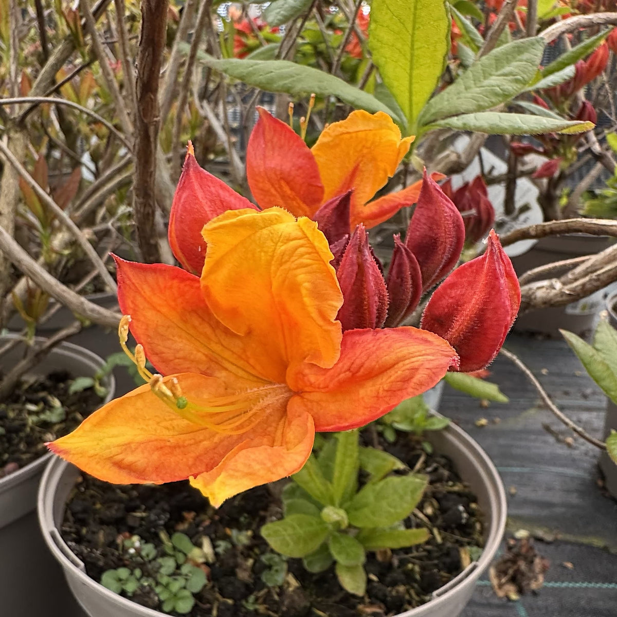 Azalea 'Golden Eagle'