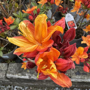 Azalea 'Golden Eagle'