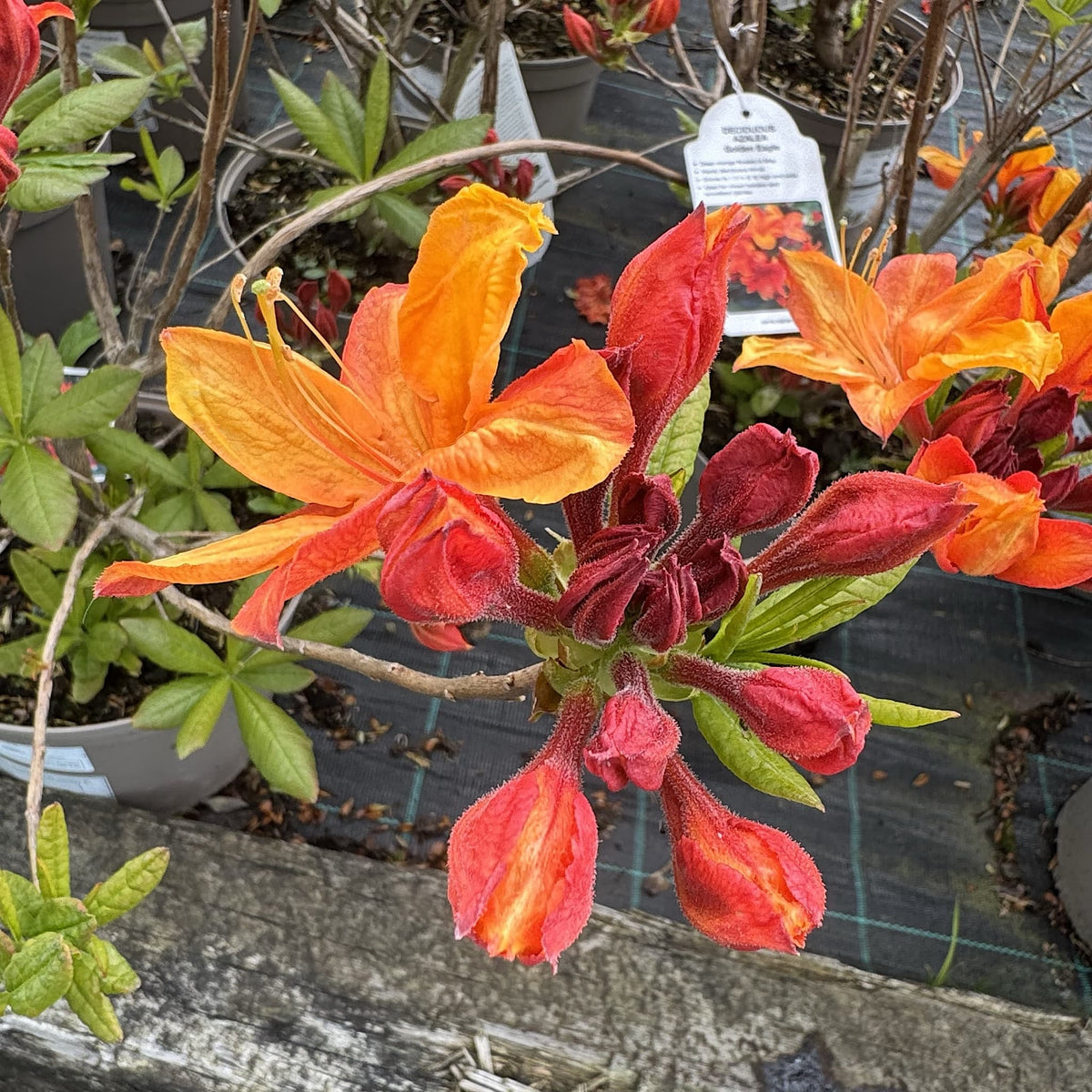 Azalea 'Golden Eagle'