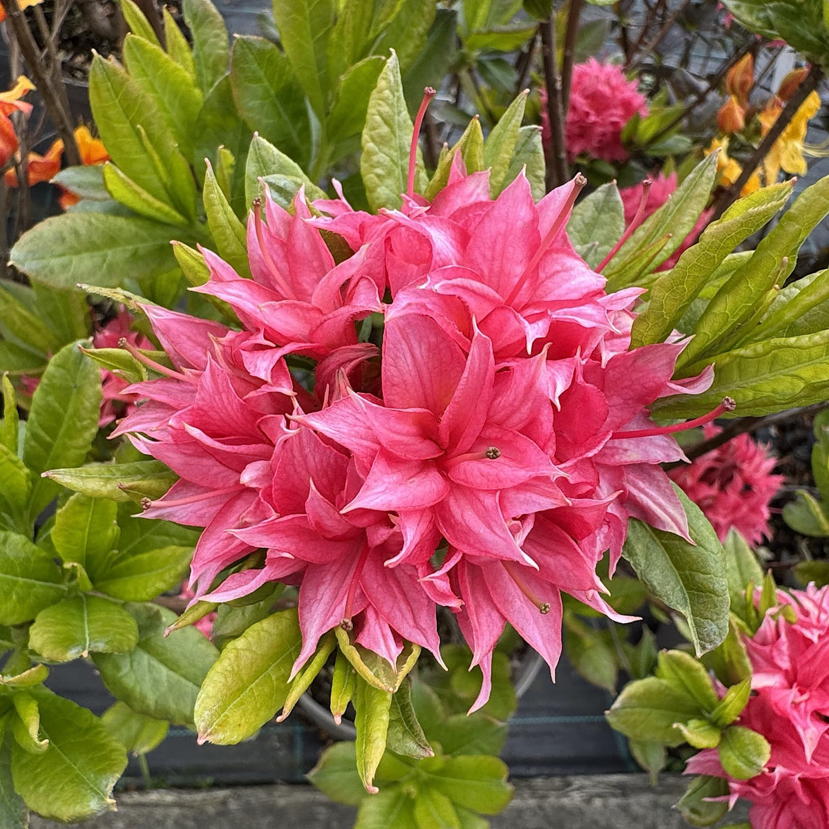 Azalea 'Homebush'