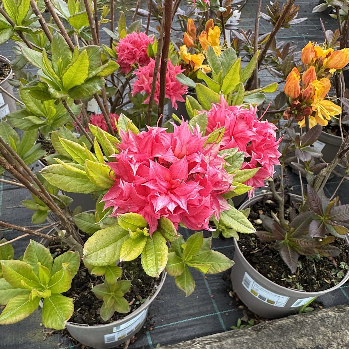 Azalea 'Homebush'