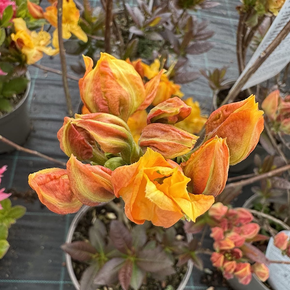 Azalea 'Klondyke'