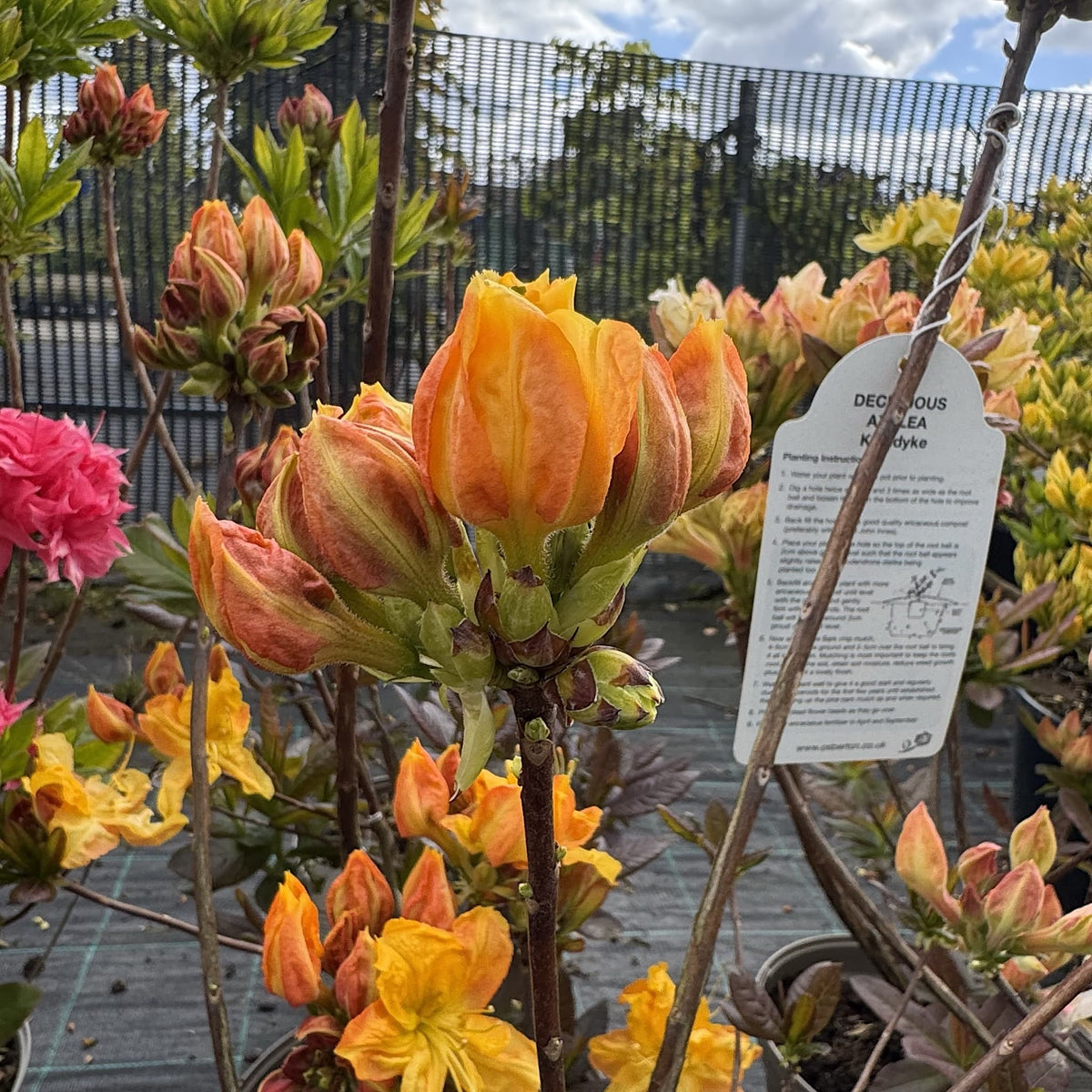 Azalea 'Klondyke'