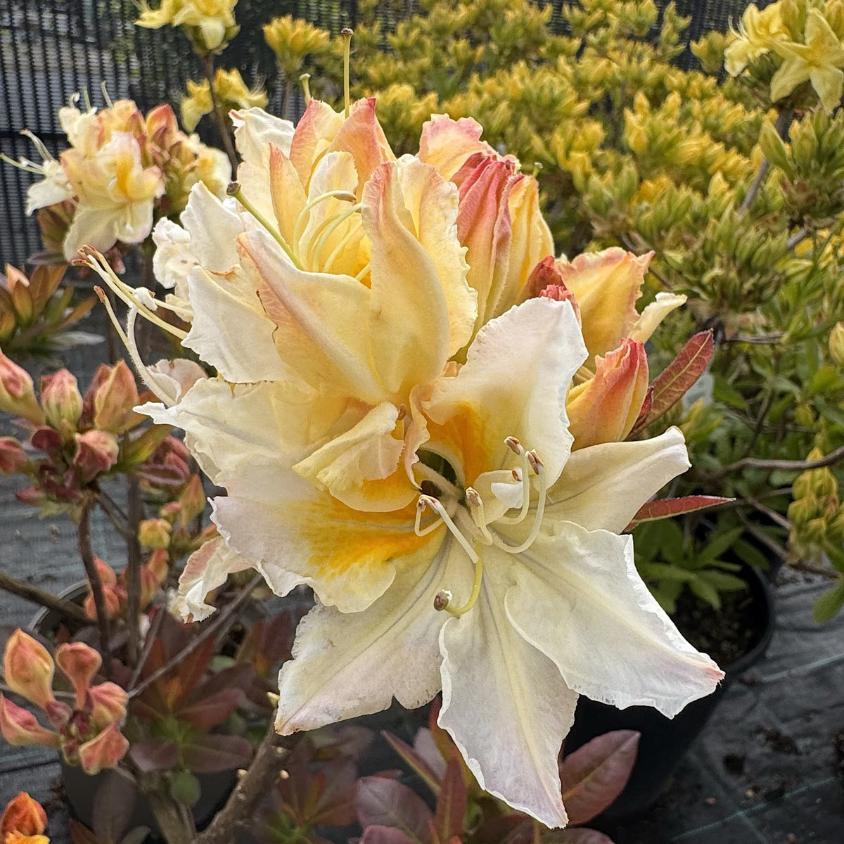 Azalea 'Silver Slipper'