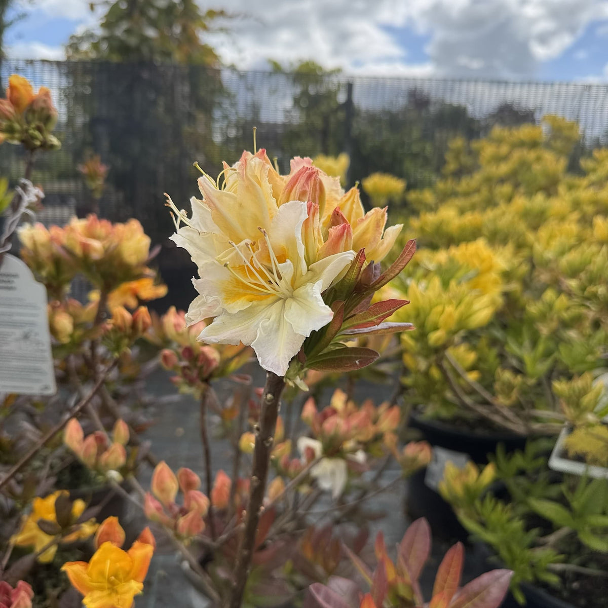 Azalea 'Silver Slipper'