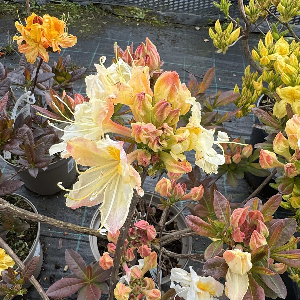 Azalea 'Silver Slipper'
