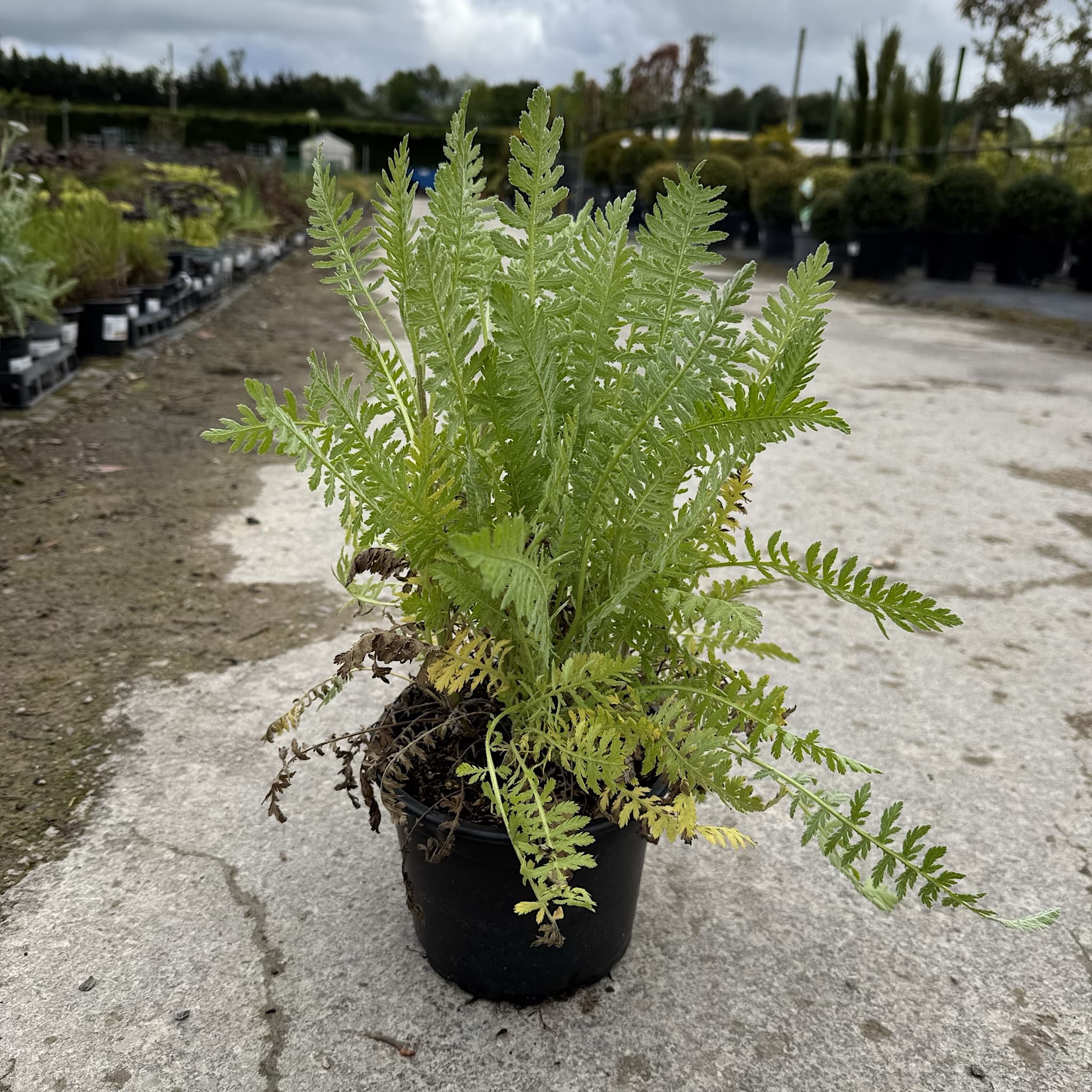 Achillea filipendulina 'Cloth of Gold'
