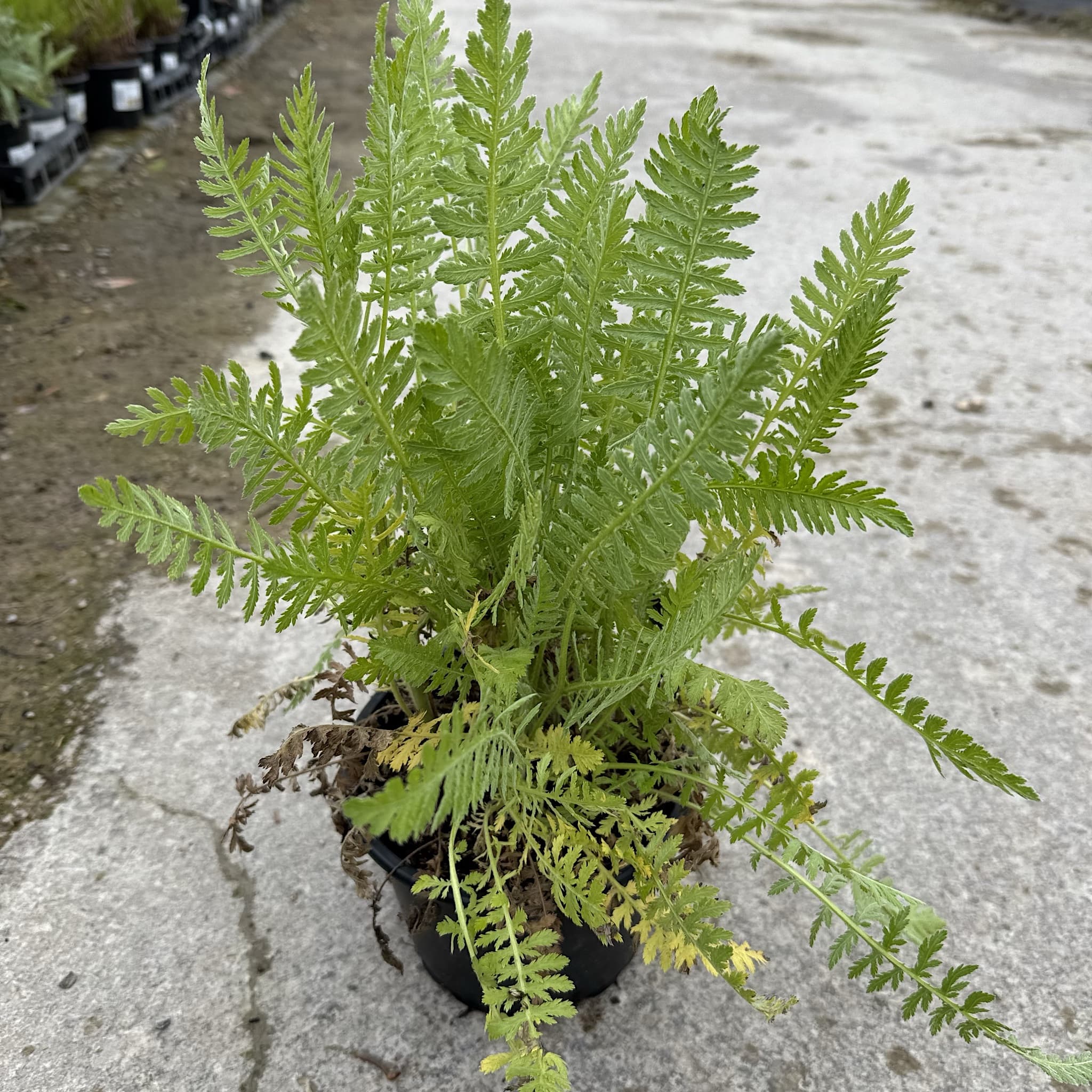Achillea filipendulina 'Cloth of Gold'