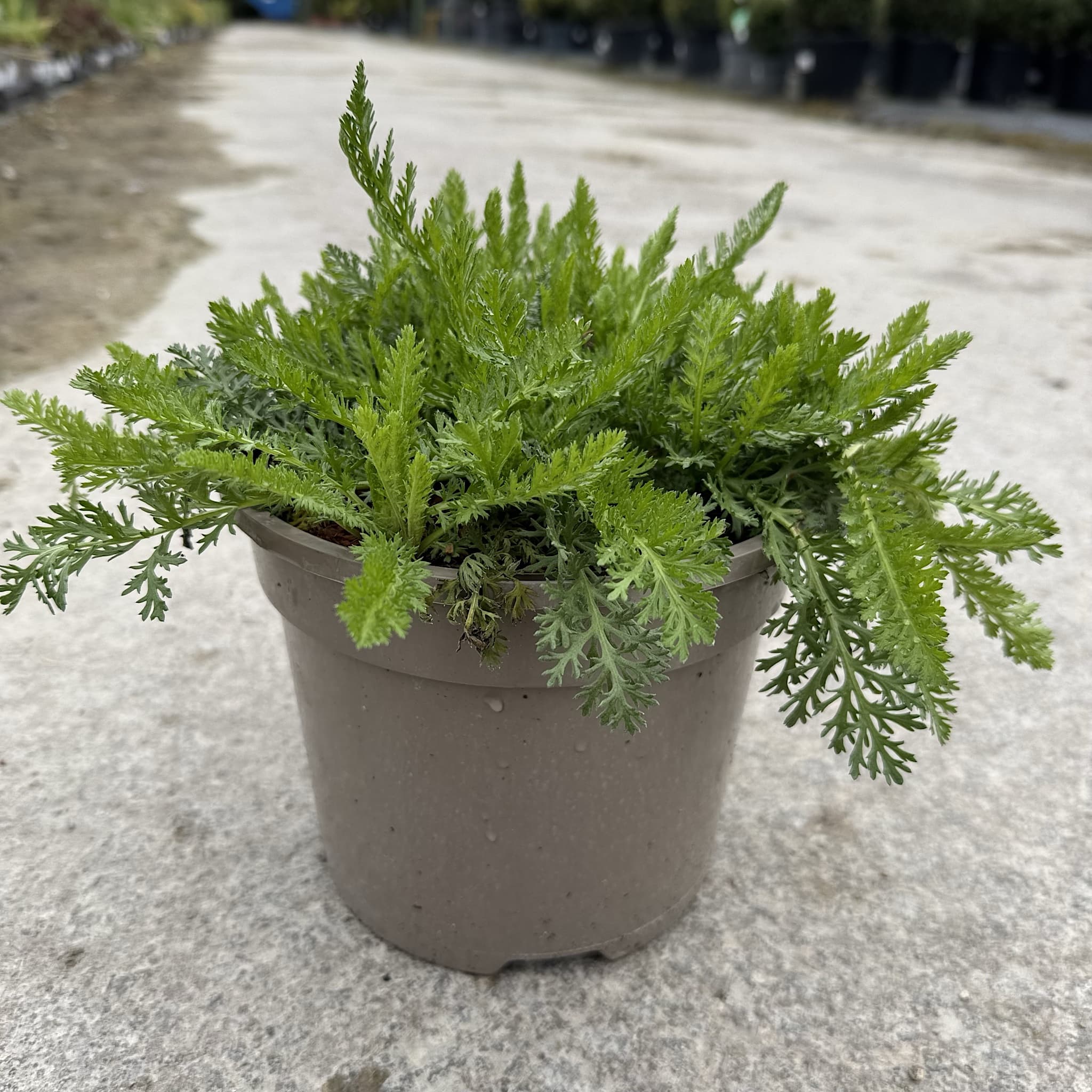 Achillea Milly Rock 'Dance With Me'