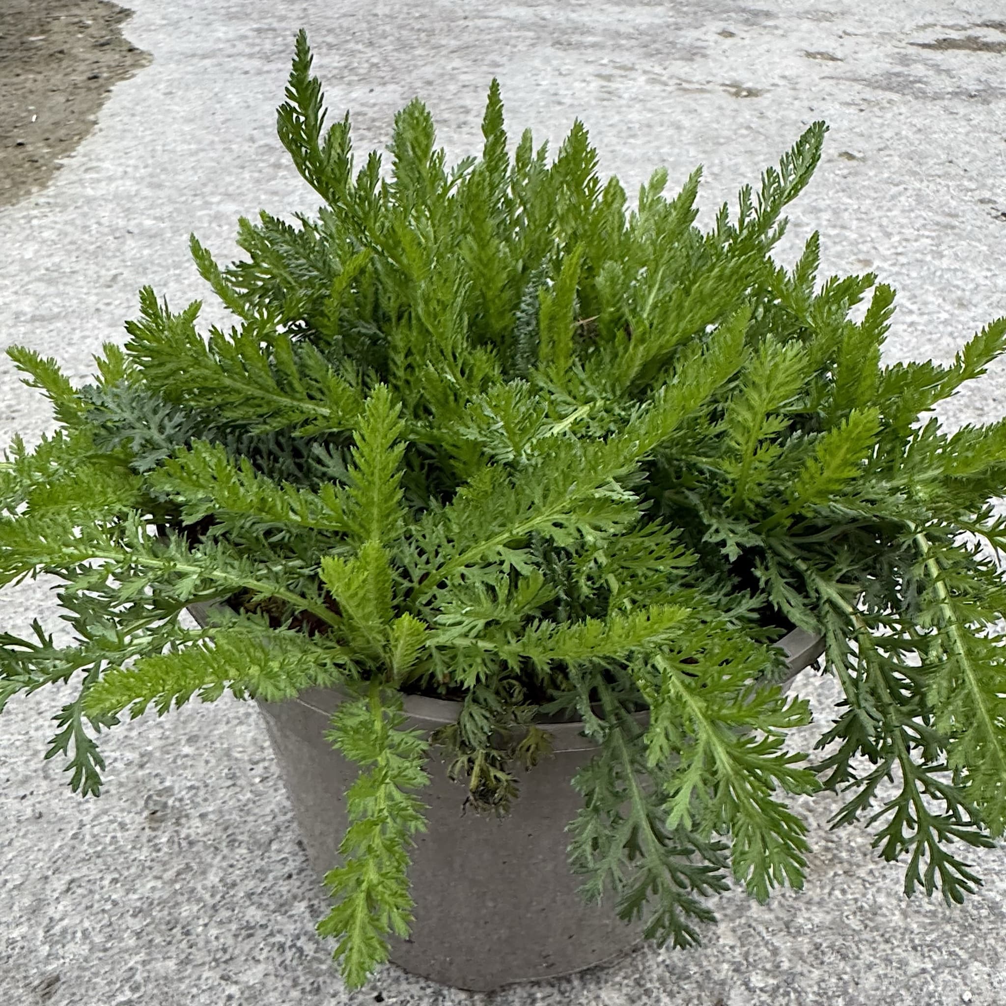 Achillea Milly Rock 'Dance With Me'