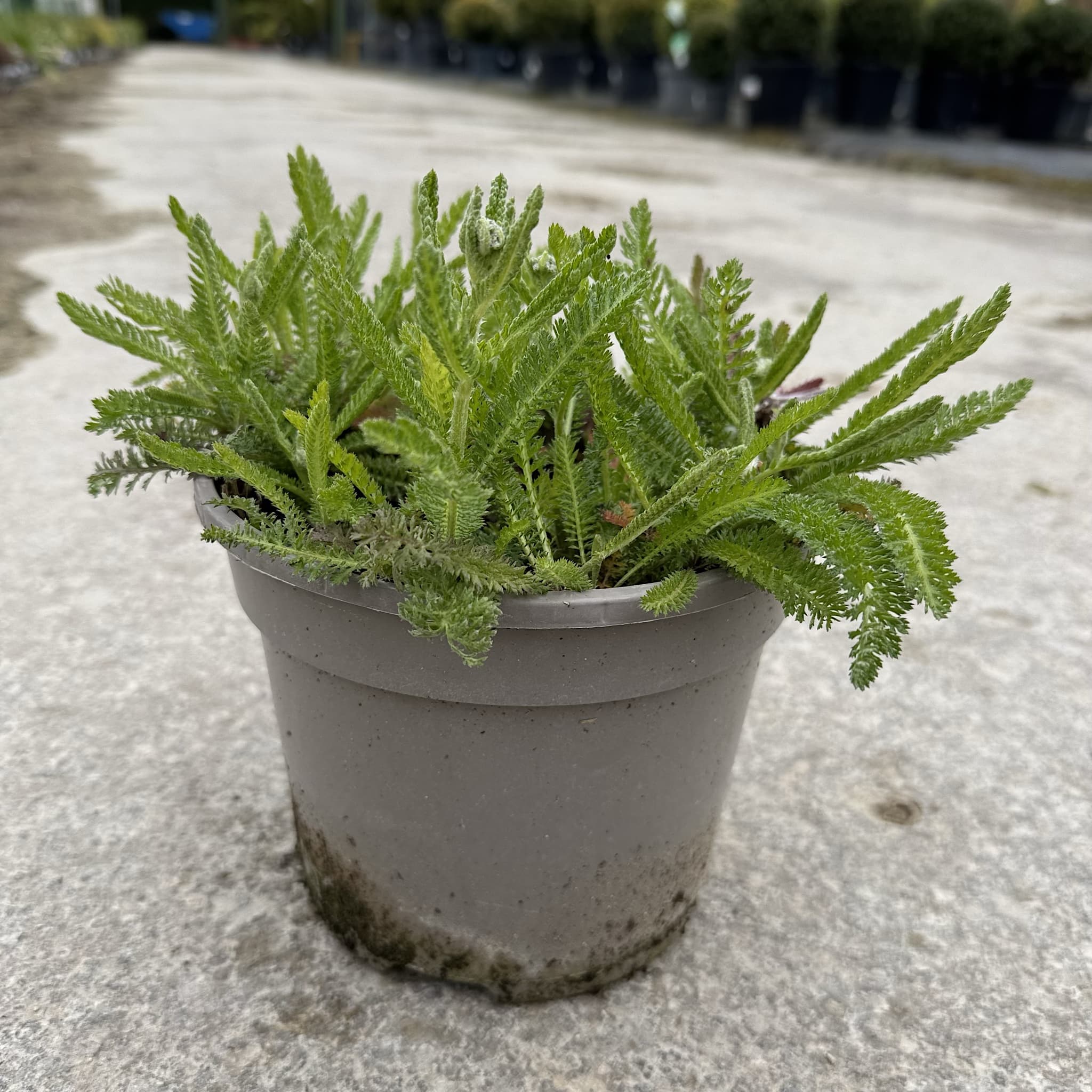 Achillea 'Milly Rock Cherry'