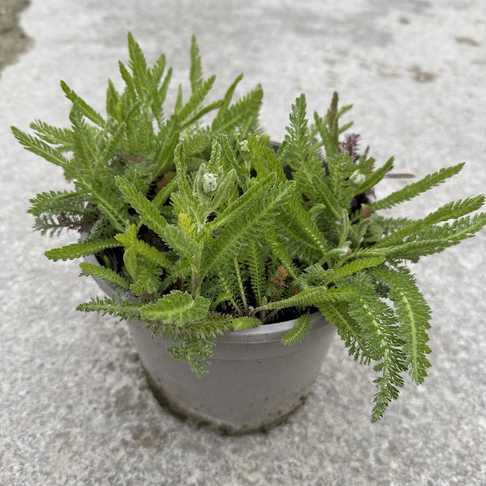 Achillea 'Milly Rock Cherry'