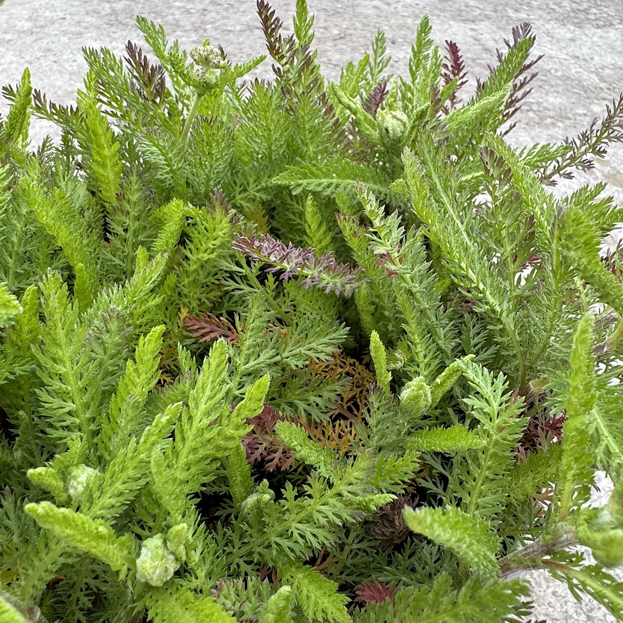 Achillea 'MIlly Rock Rose'