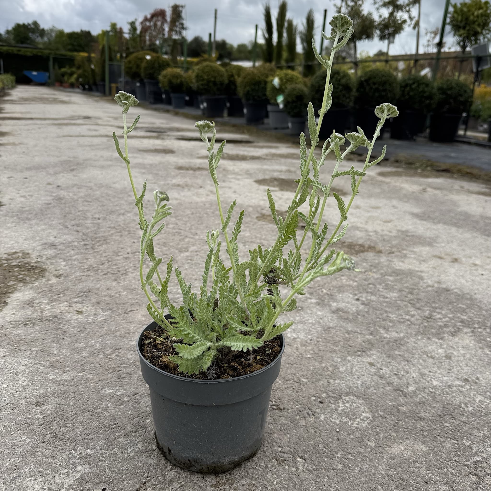 Achillea 'Moonshine'
