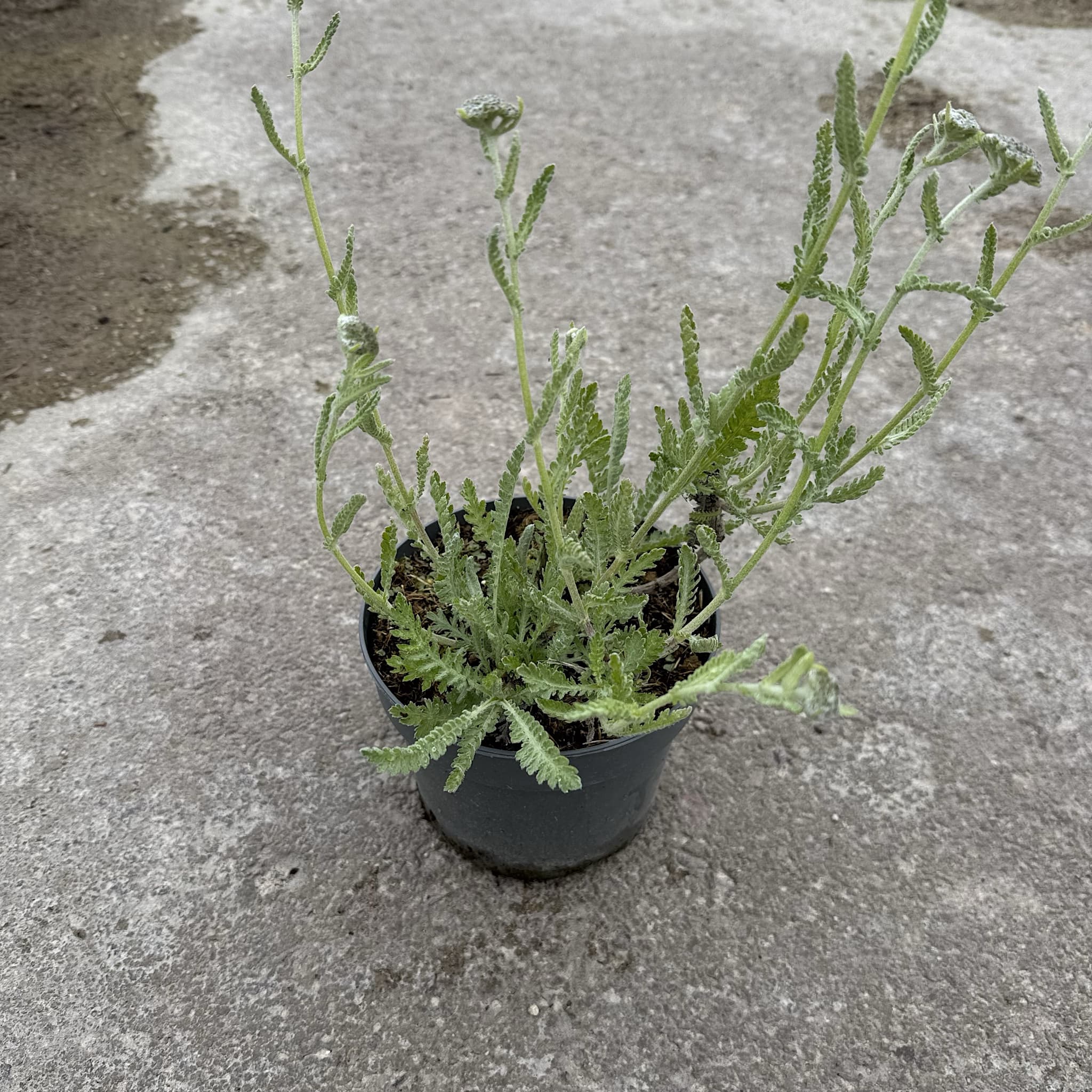 Achillea 'Moonshine'