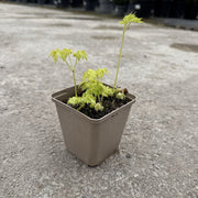 Actaea simplex 'White Pearl'