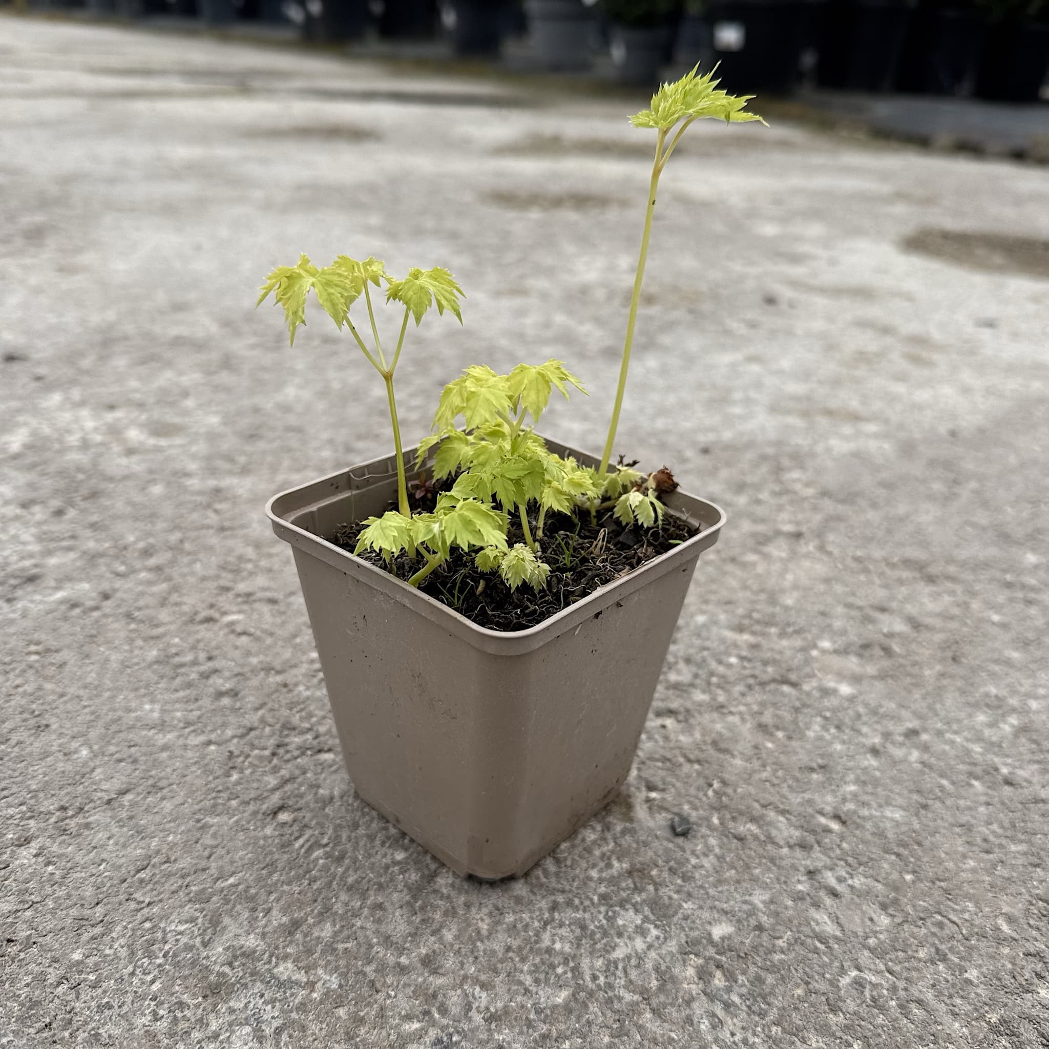 Actaea simplex 'White Pearl'