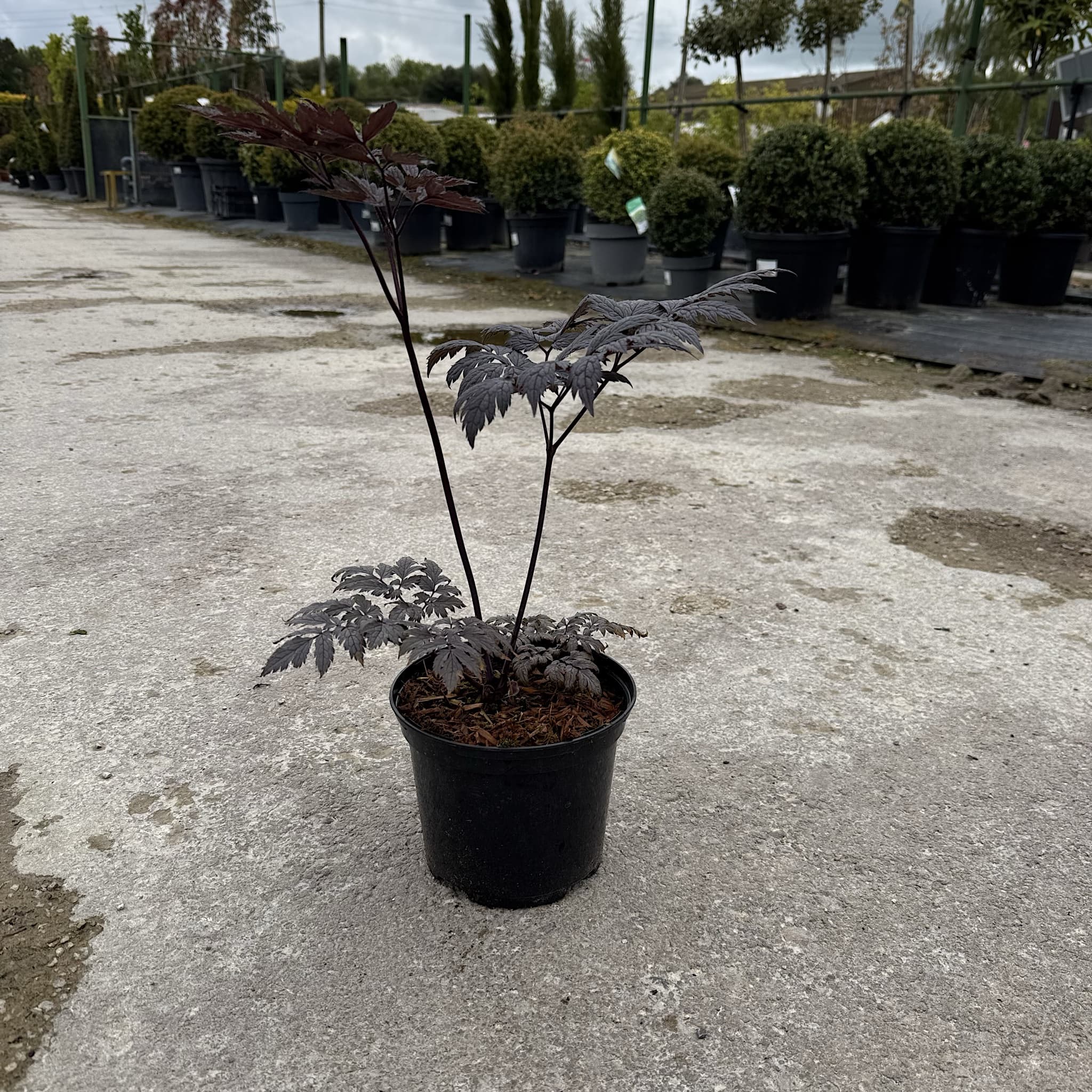 Actaea simplex 'Brunette’