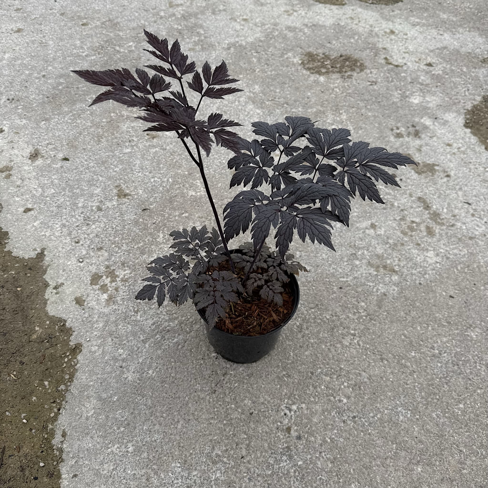 Actaea simplex 'Brunette’