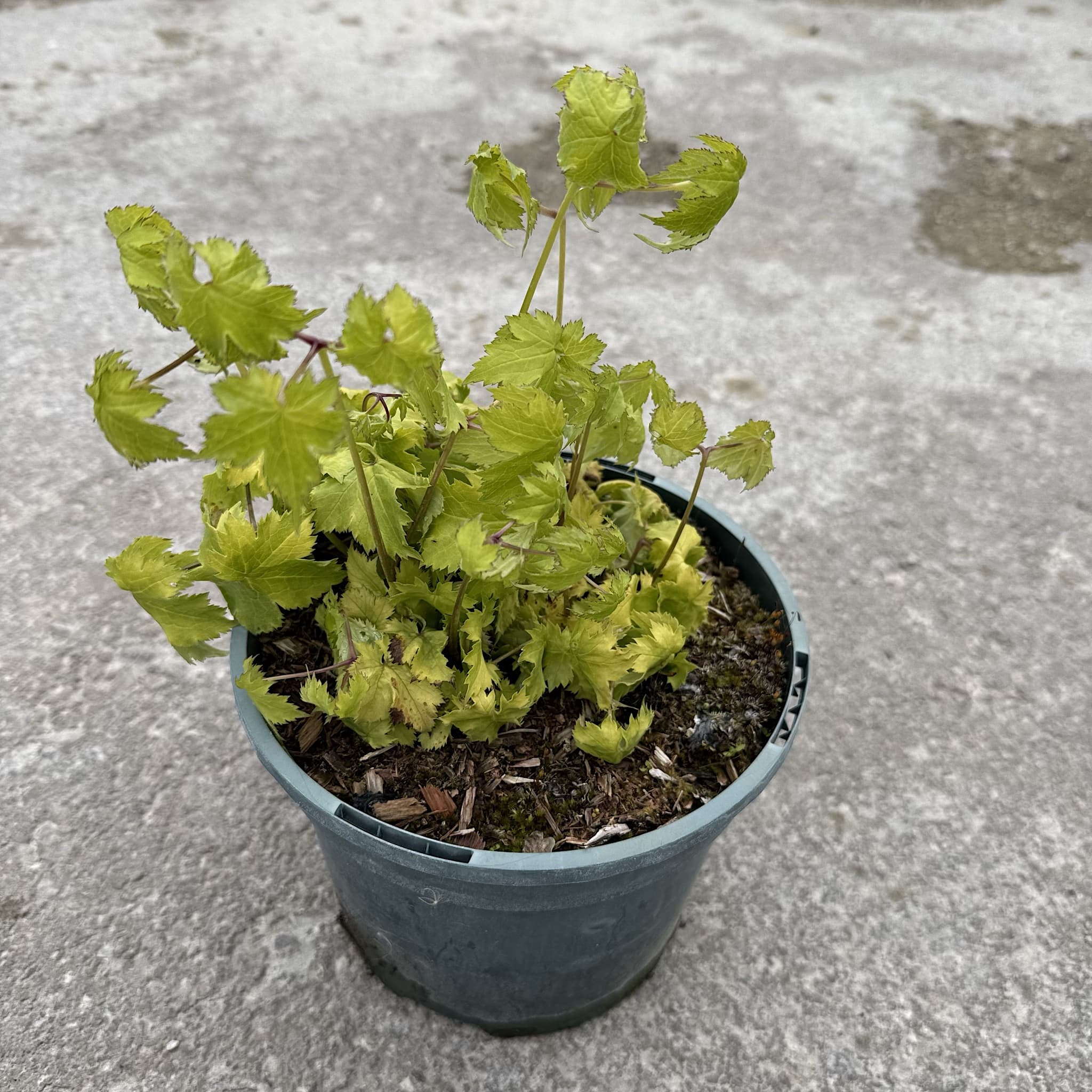 Actaea japonica 'Cheju do'