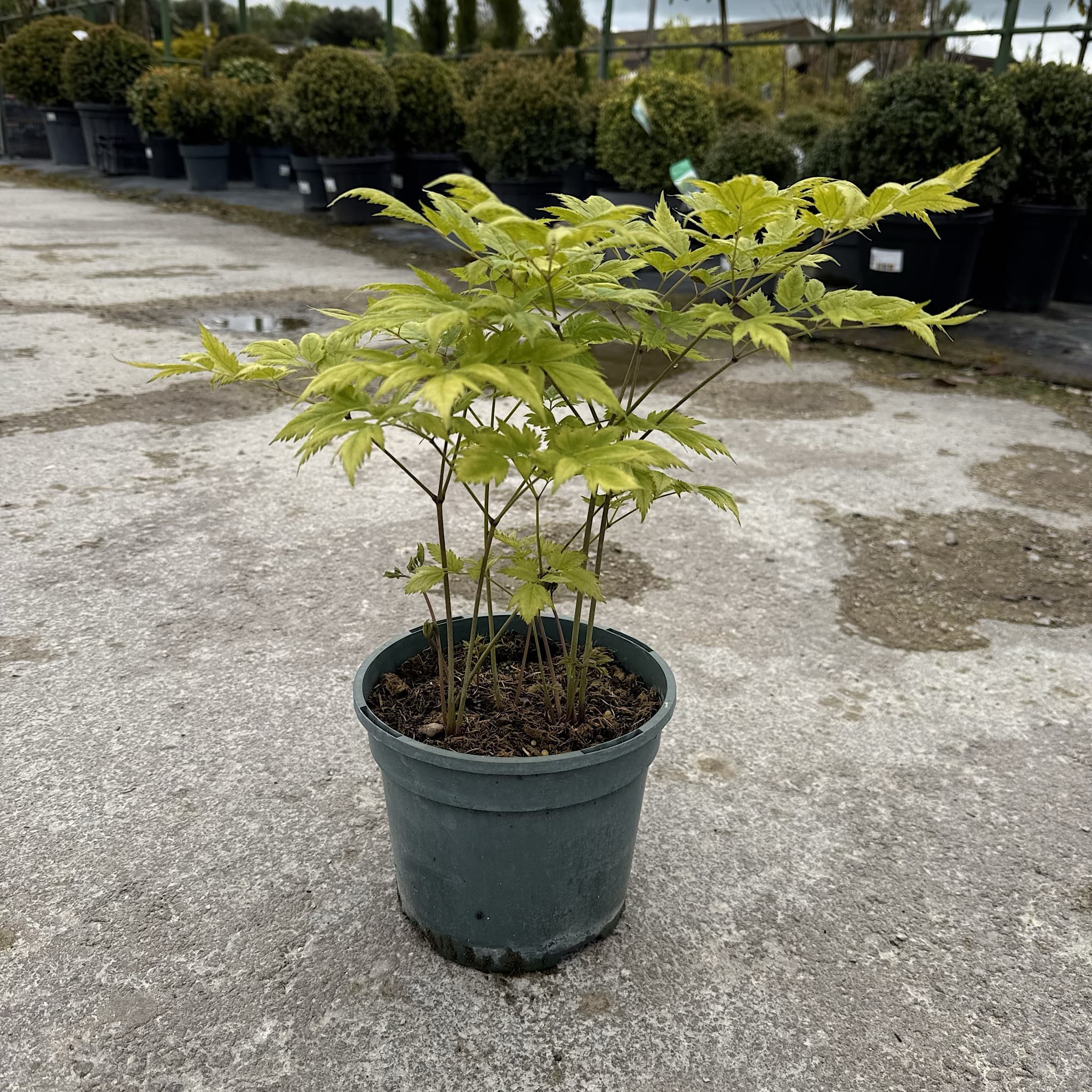 Actaea racemosa