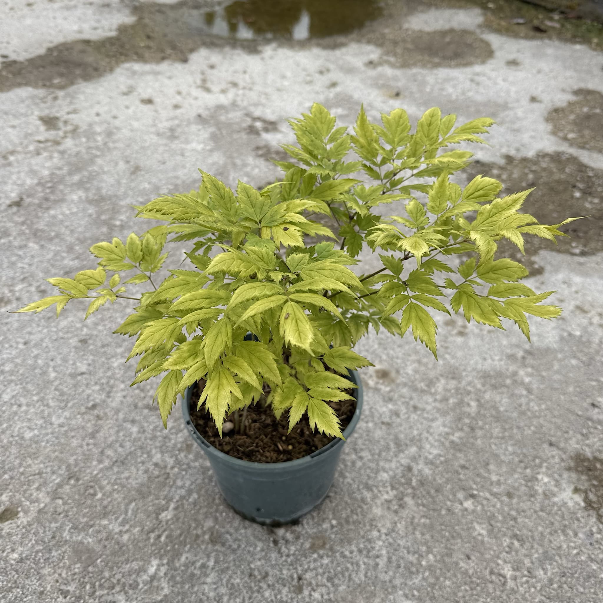 Actaea racemosa