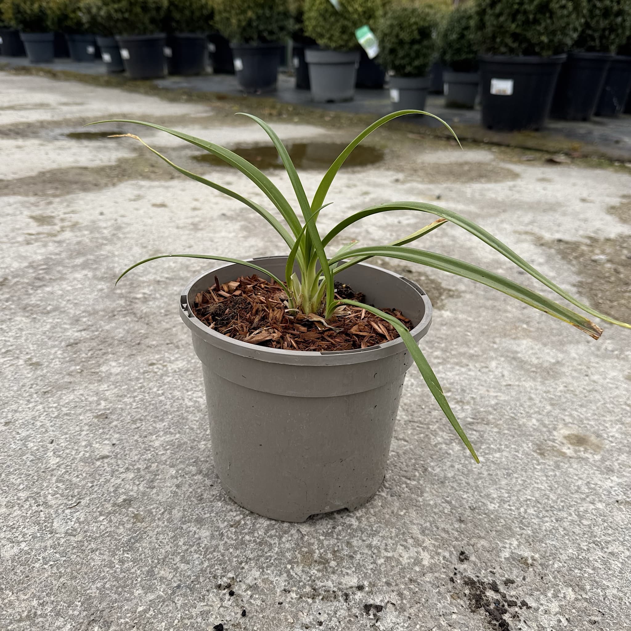 Agapanthus 'Twister'