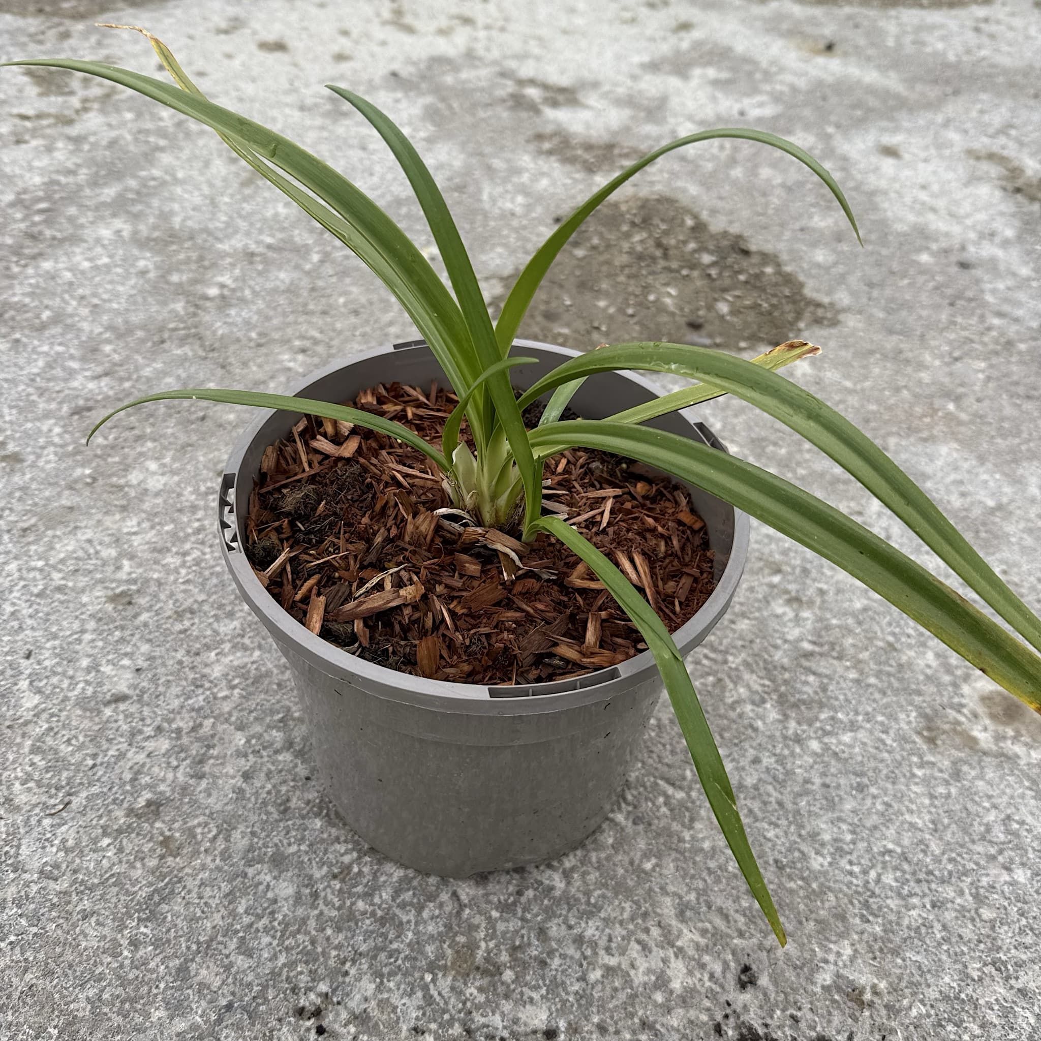 Agapanthus 'Twister'