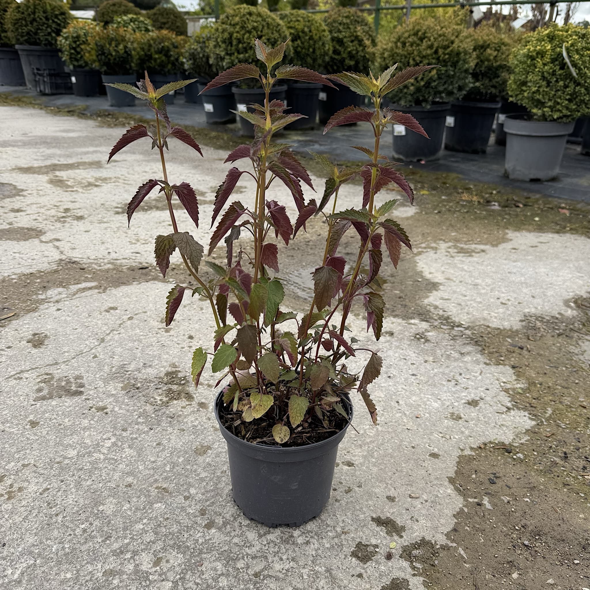 Agastache 'Black Adder'