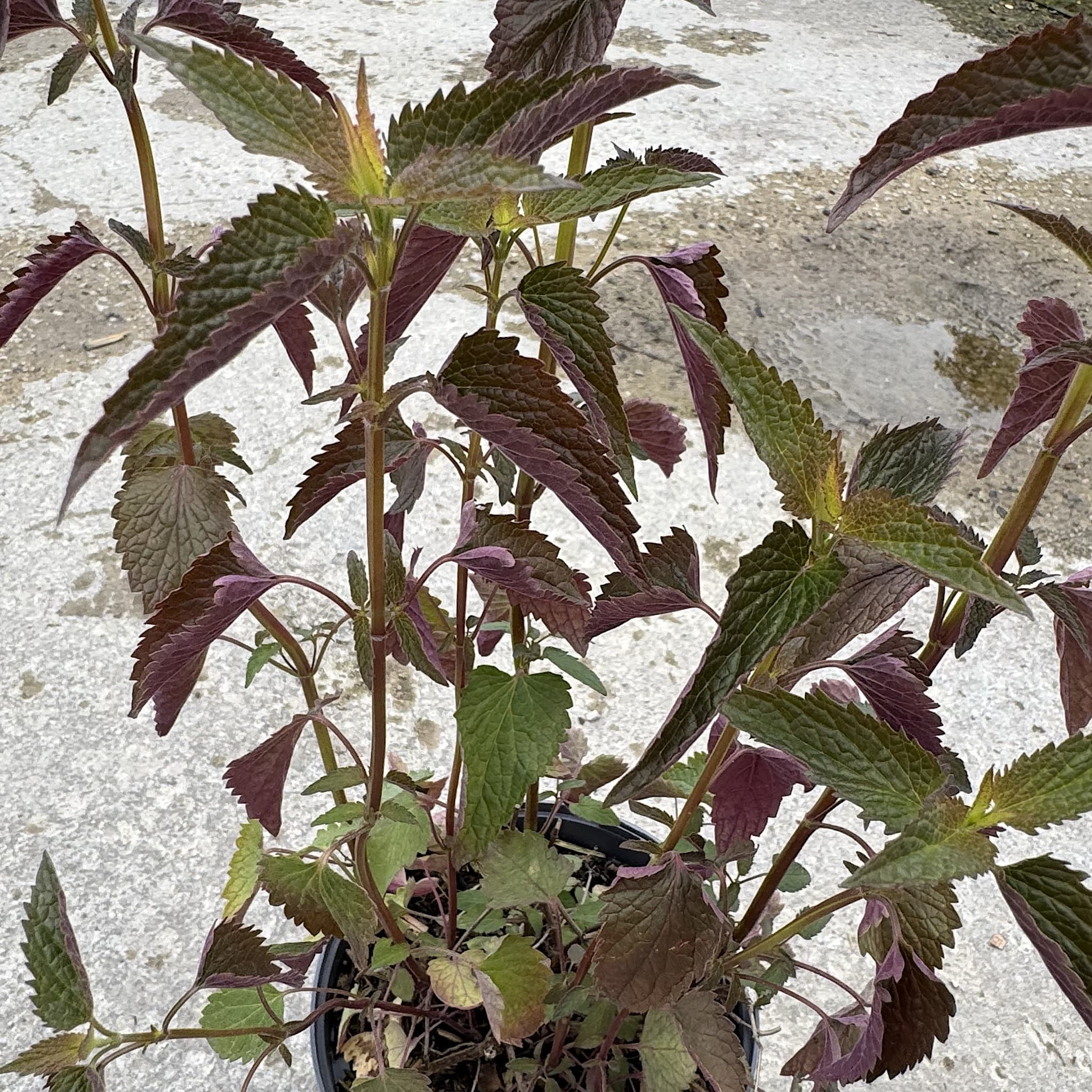 Agastache 'Black Adder'