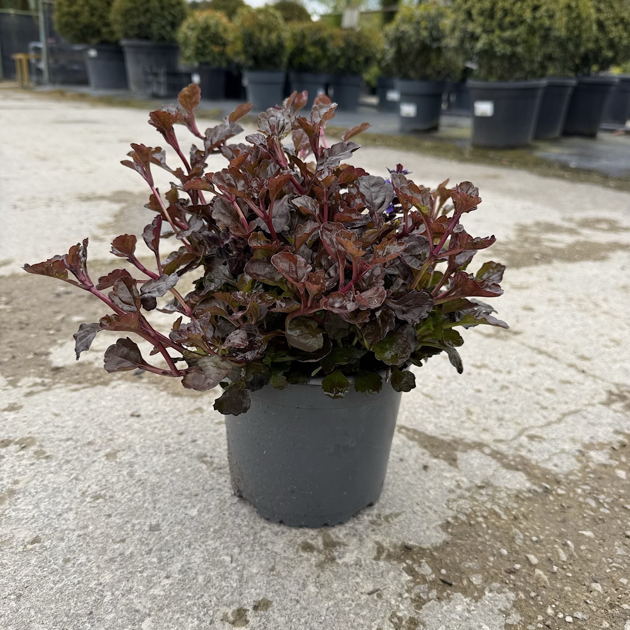 Ajuga reptans 'Black Scallop’